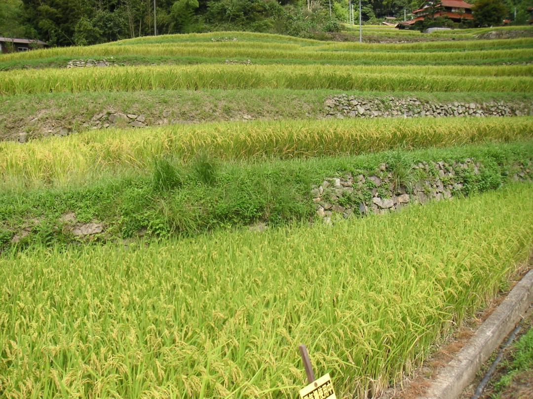 ほたるも生息する水がきれいな産地でできたお米です